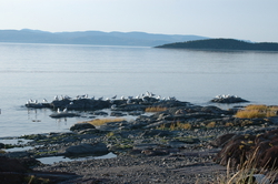 Seagulls on the Kamouraska shore