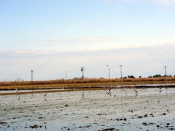 Birds in the rice fields of the Delta d'Ebre