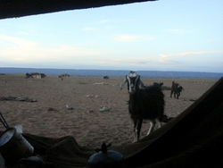 Goats come to peek inside the tent