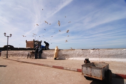 Gulls searching for food in Essaouira