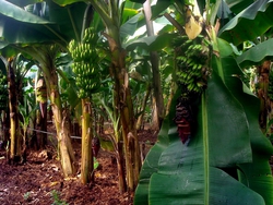 Ahmed's banana plants