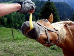 Feeding bananas to the horses